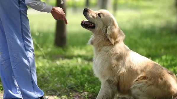 Adiestramiento canino