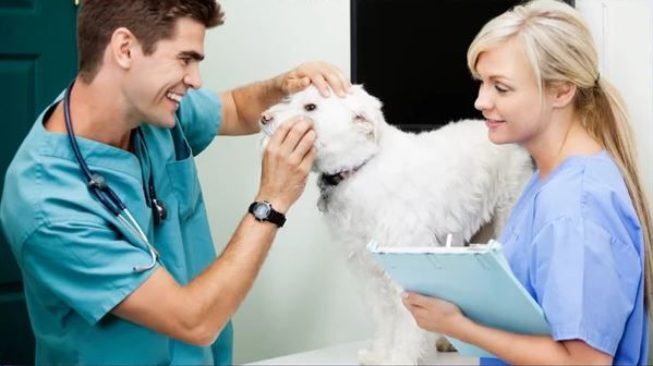 Asistencia a la atención clínica en centros veterinarios