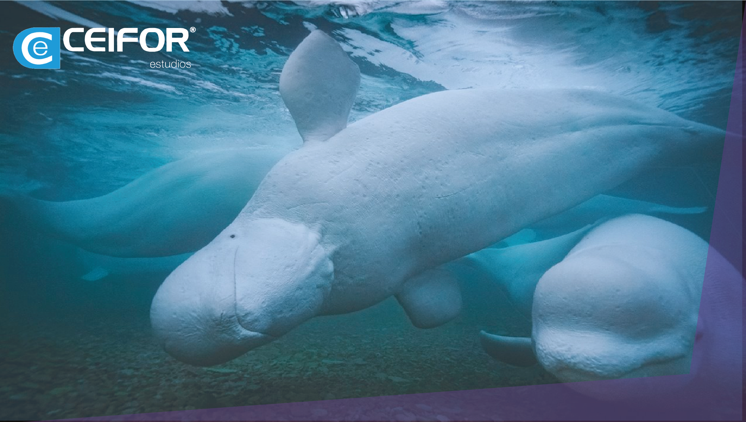 Cetáceos y Otros Mamíferos