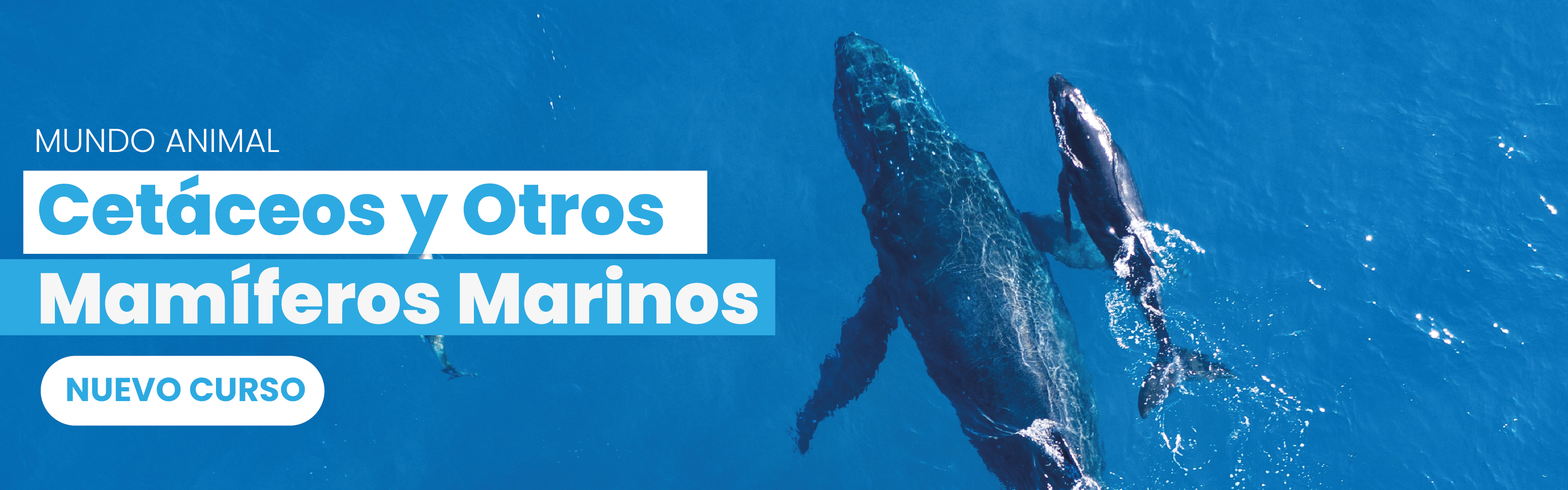 Curso cetáceos